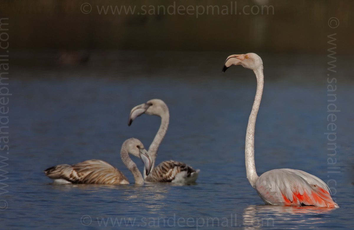 Flamingo