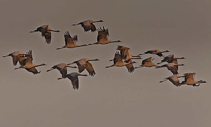Daemosille-crane